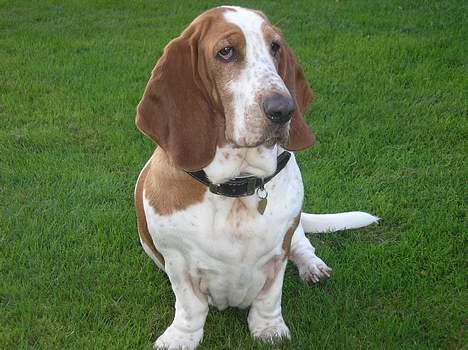 Basset hound ¤Malina¤ billede 7