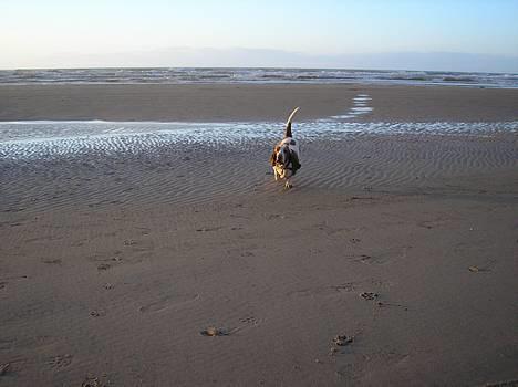 Basset hound ¤Malina¤ billede 8