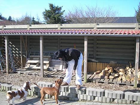 Basset hound ¤Malina¤ billede 9