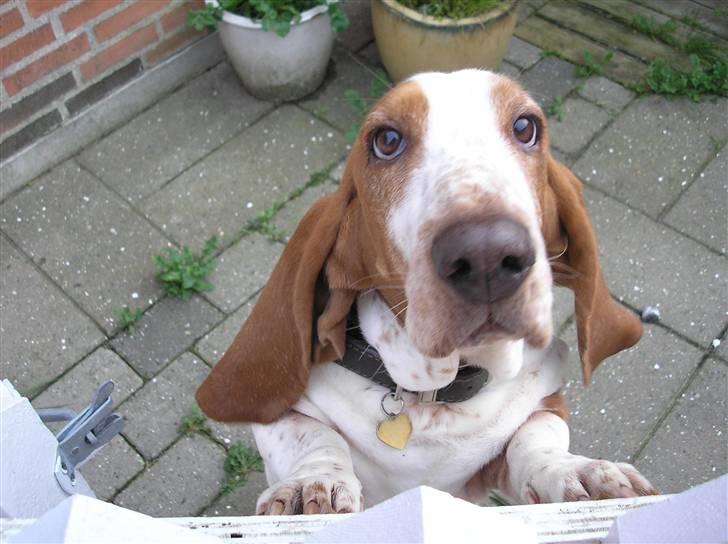 Basset hound ¤Malina¤ billede 10