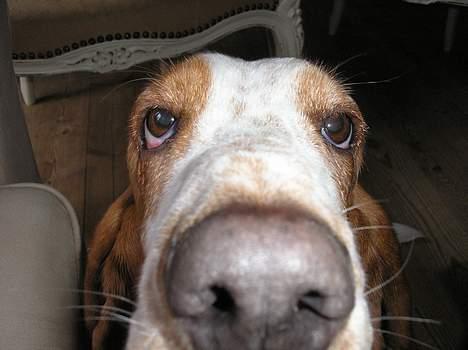 Basset hound ¤Malina¤ billede 11