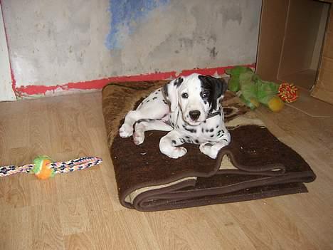 Dalmatiner Spotty Buddy V. Jasper  billede 8