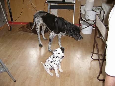 Dalmatiner Spotty Buddy V. Jasper  - Jasper og Balder billede 9