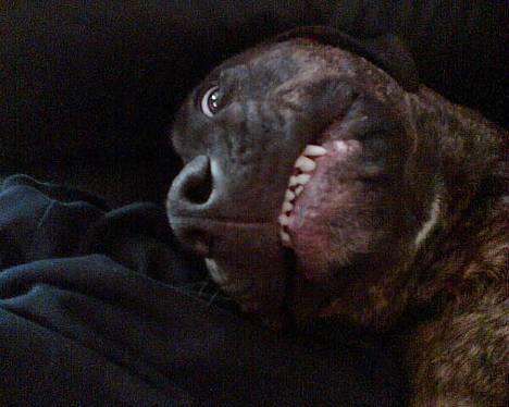 Amerikansk staffordshire terrier Lucky - se mor jeg smiler! billede 1