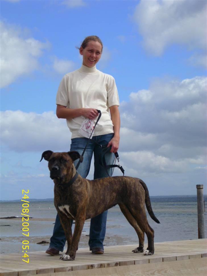 Amerikansk staffordshire terrier Lucky - Er måske lidt fræk.. billede 2