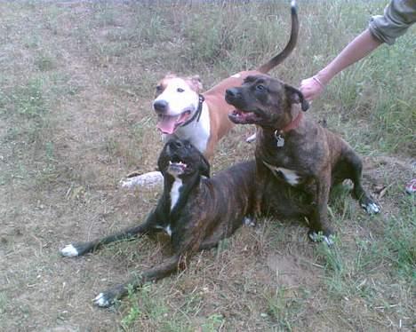 Amerikansk staffordshire terrier Lucky - Luckys familie, Shaggy (ligger) og Tutsi. billede 3