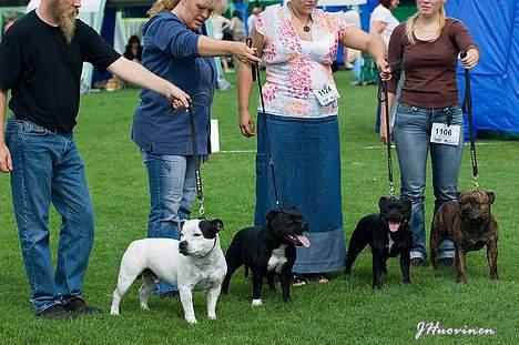 Staffordshire bull terrier Little Frogs - Little Frogs uppfödargrupp 060819 i Nyköping billede 8