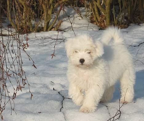 Coton de tulear Bianca - Bianca i sneen, hvor hun stortrives. billede 1
