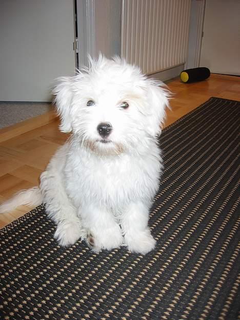 Coton de tulear Bianca - hun er meget glad for at være centrum for begivenhederne, så en foto session er helt i orden! billede 2