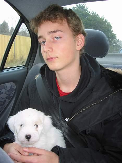 Coton de tulear Bianca - Den første dag på vej fra Kennel Coton Jarre, til sit nye hjem. Nicolai passer godt på hende! selvom hun pev en del. billede 3