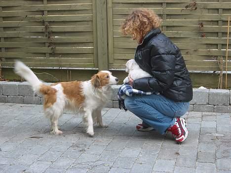 Coton de tulear Bianca - Pernille viser den kammerat frem for den "gamle" Sigurd som syntes at hun var lidt spændende, og det var da dejligt at få en at lege med. billede 4