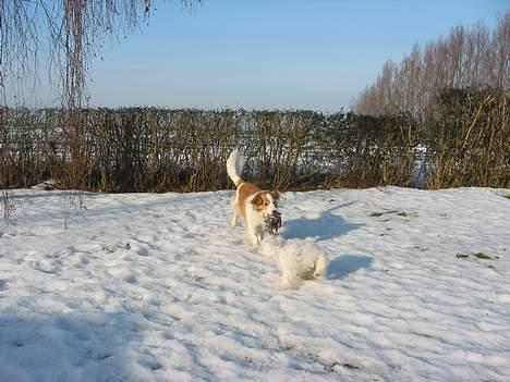 Coton de tulear Bianca - Det er nu dejligt at lege i sneen! billede 5