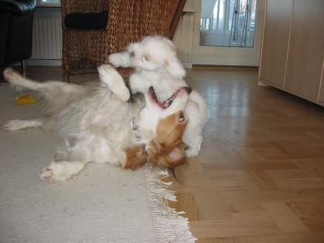 Coton de tulear Bianca - Der er ikke meget fred til "de gamle" når der r en hvalp i huset! billede 6