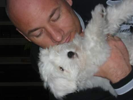 Coton de tulear Bianca - OK! jeg indrømmer det, hun er da sød. billede 7