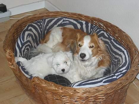 Coton de tulear Bianca - Sigurd deler gerne sin kurv med sin nye ven, selvom hun til tider kan være lidt for aktiv. billede 8