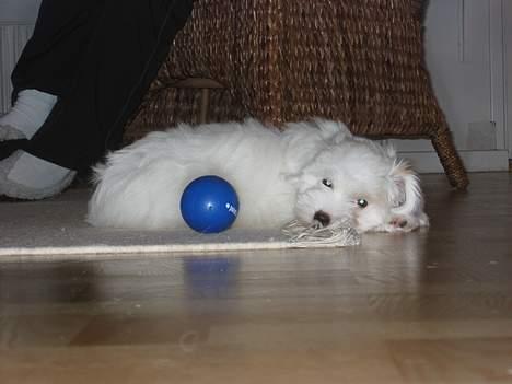 Coton de tulear Bianca - Så er der ikke mere krudt i den raket. Godnat! billede 9