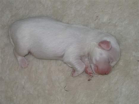 Coton de tulear Bianca - Få dage gammel, og selvom man ikke kan se det. har hun travlt, med at vokse. ;-) billede 10