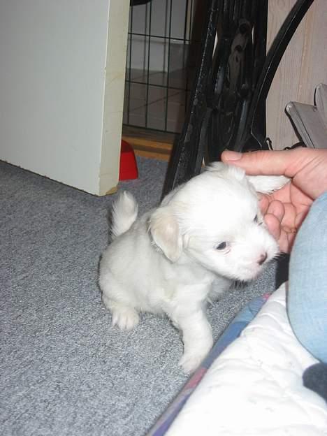 Coton de tulear Bianca - 4 uger gammel og har allerede lært sit første "trix" at give pote. billede 11