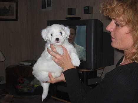 Coton de tulear Bianca - 6 uger, og Pernille kan næsten ikke vente med få hende hjem. billede 12