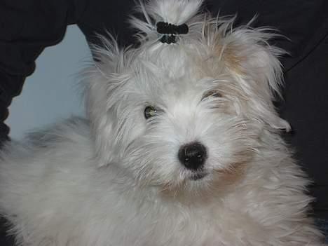 Coton de tulear Bianca - 4 mdr. gammel og stadig lige kær! billede 13