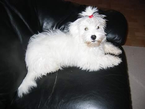 Coton de tulear Bianca - 4 mdr. og i fuld gang med at afprøve sin nye sofa. billede 14