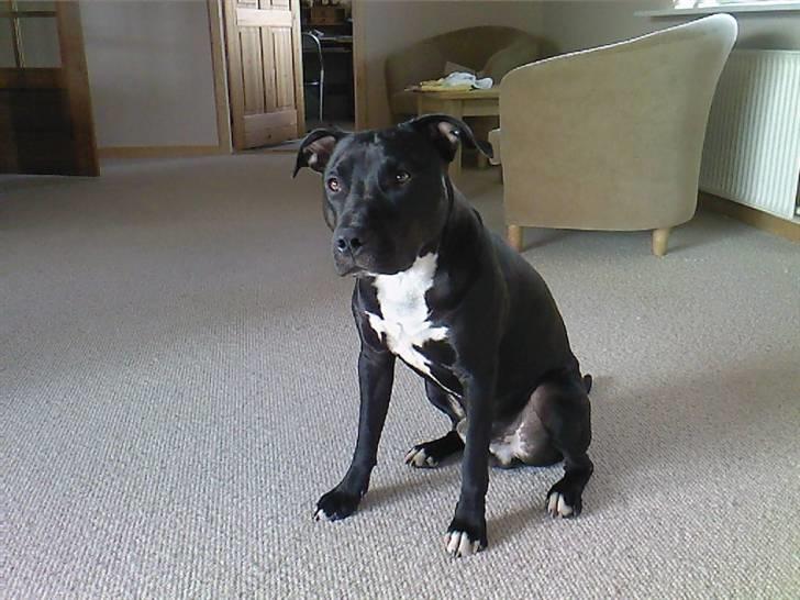 Amerikansk staffordshire terrier Conrad billede 1