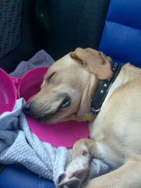 Labrador retriever Rico - "Min legekammerat daisy tager sgu livet af mig!" billede 5