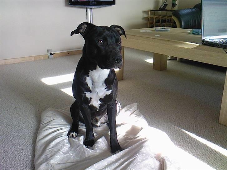 Amerikansk staffordshire terrier Conrad billede 2