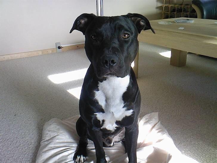 Amerikansk staffordshire terrier Conrad billede 3