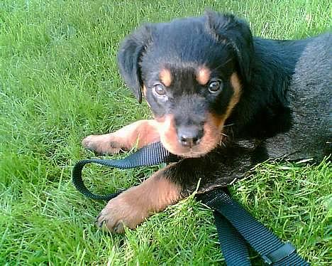 Rottweiler Rocky billede 7