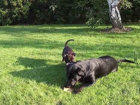 Staffordshire bull terrier Tyson '*Død 25-09-2009* - Hmm den pind kunne jeg godt tænke mig billede 2