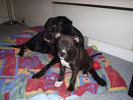 Staffordshire bull terrier Tyson '*Død 25-09-2009* - satans der mor igen med det der apprart må hellere sidde pænt billede 4