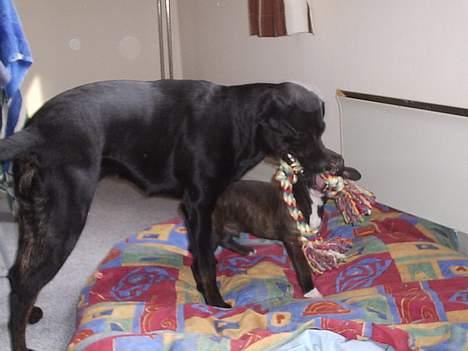 Blanding af racer Freya  *Død 28/09-2007* billede 8