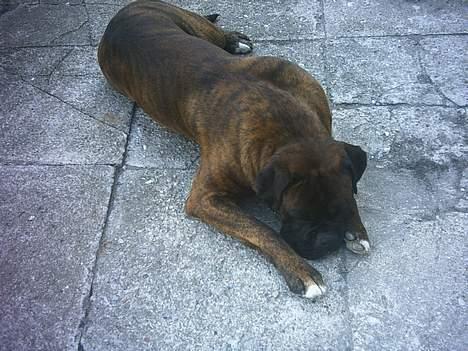 Boxer Ringo Starr billede 12