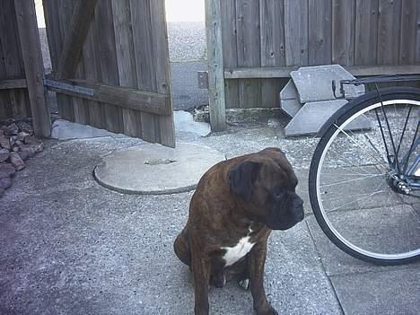 Boxer Ringo Starr - hvorfor er den havelåve mon åben gadvide om de gerne vil have at jeg går hjemme fra? billede 13