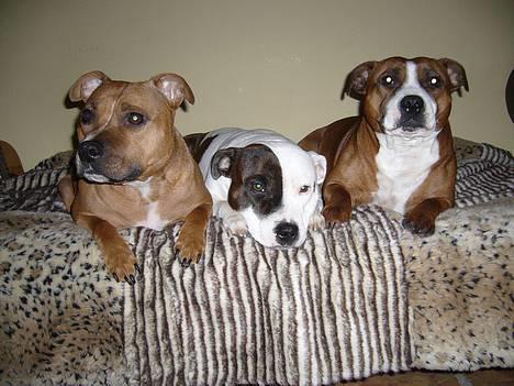 Staffordshire bull terrier Chili - NYT. Jan. Alle tøserne ! billede 13