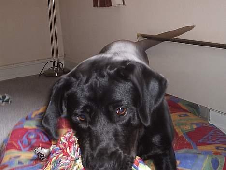 Blanding af racer Freya  *Død 28/09-2007* billede 9