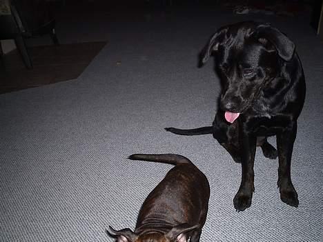 Blanding af racer Freya  *Død 28/09-2007* billede 10