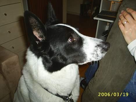 Blanding af racer basse:-* - Her er mit FLOTTE hovede;D<3 billede 14