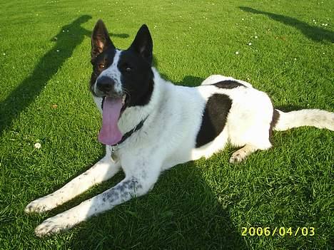 Blanding af racer basse:-* - kast nu min dejlige bold......venter så pænt på den........ billede 15