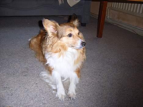 Blanding af racer Lassie - Ej gider i ikk snart stoppe med at tage billeder... billede 8