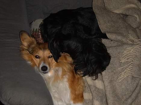 Blanding af racer Lassie - ind imellem er der også plads til noget hygge billede 9