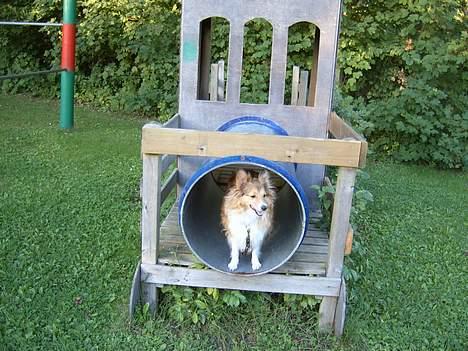 Blanding af racer Lassie - Endlig vandt jeg over det farlige tog:) billede 10