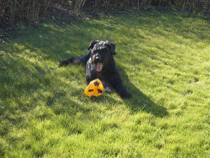 Riesenschnauzer Nikita billede 9