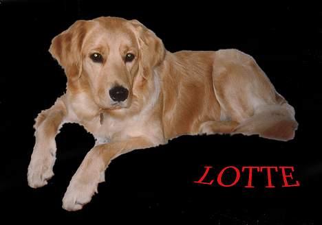 Golden retriever Lotte - Vores smukke Lotte tøs billede 1