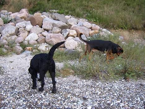 Riesenschnauzer Nikita billede 10