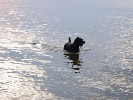 Riesenschnauzer Nikita billede 11