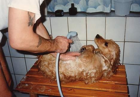 Golden retriever Lotte - Lottes første bad (hun stank) - det havde hun prøvet før - lagde sig bare ned.. billede 2