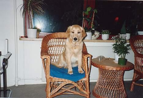 Golden retriever Lotte - Se hvor fin hun blev efter badet =) billede 3