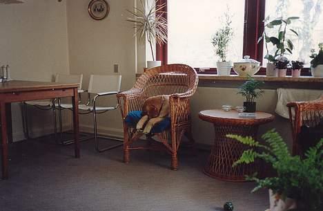 Golden retriever Lotte - Så blev hun skú træt billede 4